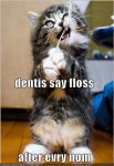 funny-pictures-kitten-flosses-as-per-instructions-of-dentist.jpg
