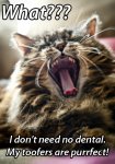 Purrrfect Toofers.jpg