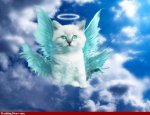 Angel-Cat-29416.jpg