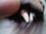 IMG03134-20110616-0751.JPG