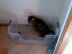 LitterBox.jpg