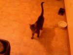 Tigger1.jpg
