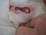 tıfıl's teeth.jpg