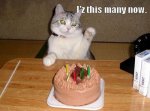 BirthdayCat_xlarge.jpg