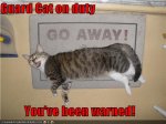 guard cat.jpg