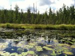 Quebec Brook.jpg