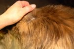fur shot.jpg