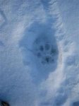 paw print in snow.jpg