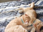 Oliver & Finnegan 2011 b.jpg