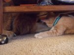 Bear & Finnegan.jpg