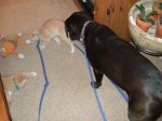 Guinness & Oliver & FInnegan2.jpg