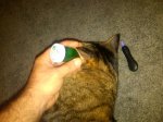 Tigger Ear Test.jpg