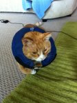 kitty collar.JPG