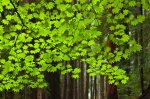 Vine-Ivy.jpg