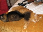 IMG_1071.JPG