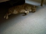 Morky Lounging.jpg