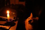 candle and cat.jpg