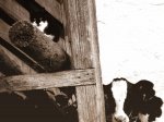 Cat_and_Cow_Friends_by_xbethyintherainx.jpg