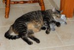 Leo in the kitchen -  09-11-2016b.jpg