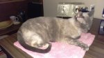 Chinus helping Dad - 2016-09-14b.jpg