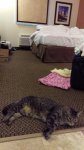 Leo in Amarillo motel, ready for Day 2 travel to Ft Collins.jpg