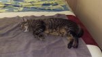 Leo - end of Day 1 at CSU, tired from excitement (compressed).jpg