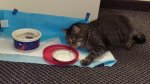 Leo waiting for food after SRT day 1 (compessed).jpg
