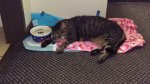Leo - end of day 2, totally wiped out.jpg