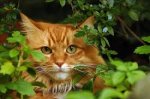 orange cat in bushes.jpeg