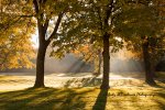 Sunrays Through Autumn Trees.jpg