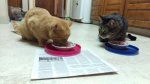 Chinus in back, Little Dude and Leo b.jpg