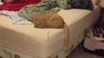 Little Dude on bed - Nov 2016.jpg