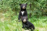 Two Baby Bears.jpg