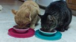 Little Dude and Leo eating together - Nov 2016.jpg