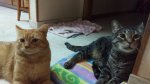 Little Dude and Leo - Dec 2016 b.jpg