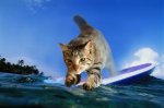 kitty surfer.jpeg