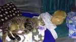 Leo and Little Dude - on couch Jan 2017b.jpg