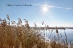 As the Grasses Glow in the Sunshine.jpg