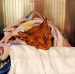 Sweet Chester at vet on 1-12-17.jpg