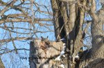 Horned Owl on her Nest.jpg
