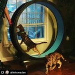 onefastcat wheel.jpg