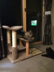 New perch 1.jpg