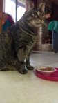 Leo after mast cell surgery 02-08-2017b.jpg