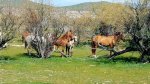 Wild Horses 1.jpg