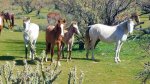 Wild Horses 3.jpg