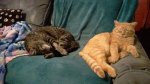 Leo and Little Dude on couch - 02-12-2017b.jpg