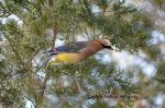 Cedar Waxwing 01.jpg