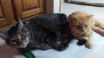 Leo and Little Dude - kitchen 3-1-2017b.jpg