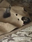 Ripple Rug 2.jpg Ripple Rug 2.jpg