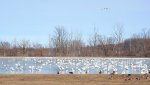 Swans in Aylmer resized.jpg
